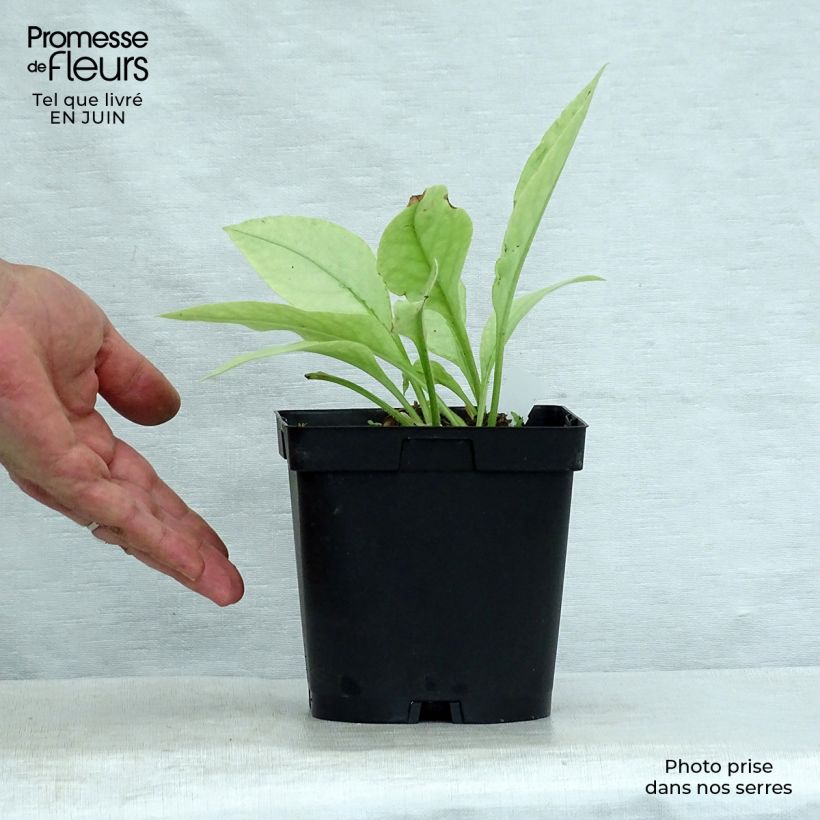 Esemplare di Pulmonaria Majesté Vaso da 2L/3L consegnato in estate