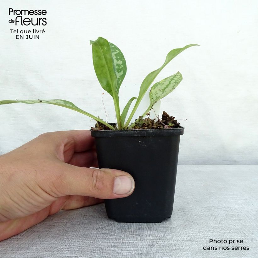 Esemplare di Pulmonaria Opal Vasetto da 8/9 cm consegnato in estate