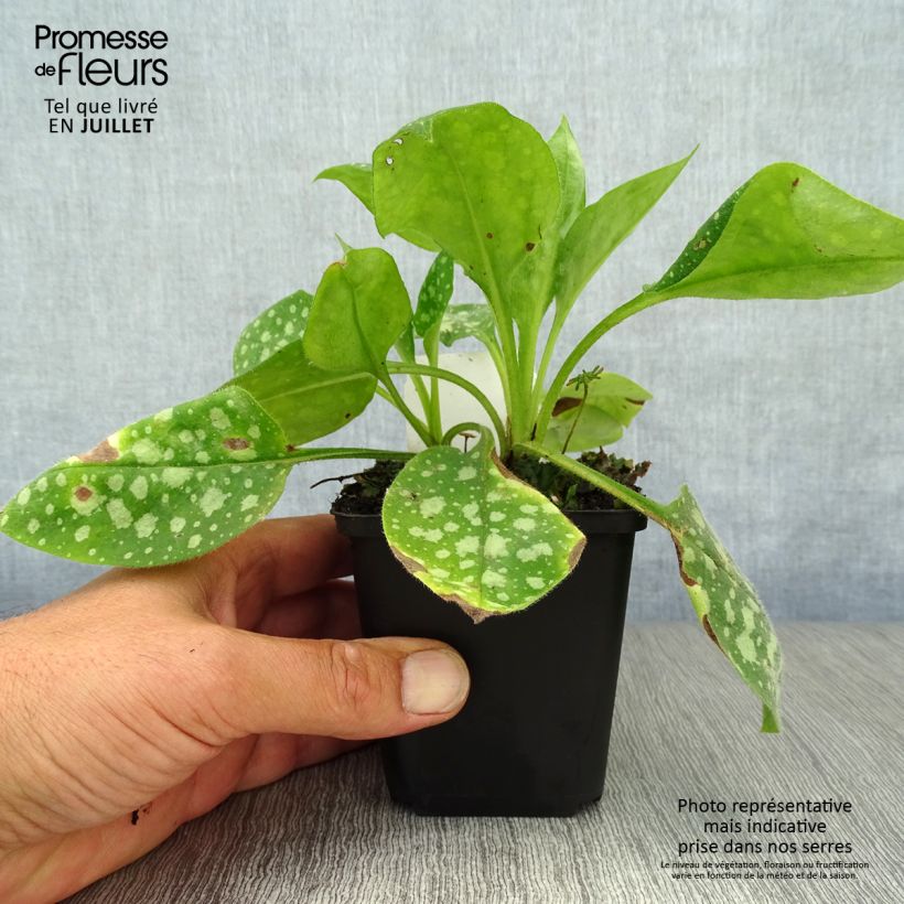 Esemplare di Pulmonaria Sissinghurst White Vasetto da 8/9 cm consegnato in estate