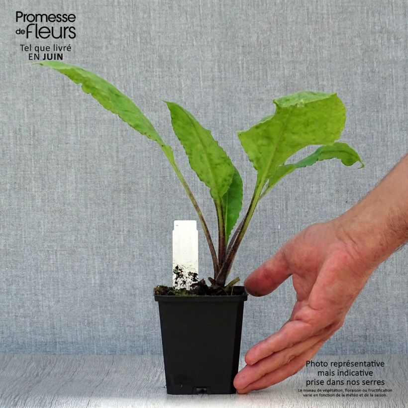 Esemplare di Pulmonaria rubra - Polmonaria rossa Vasetto da 8/9 cm consegnato in estate