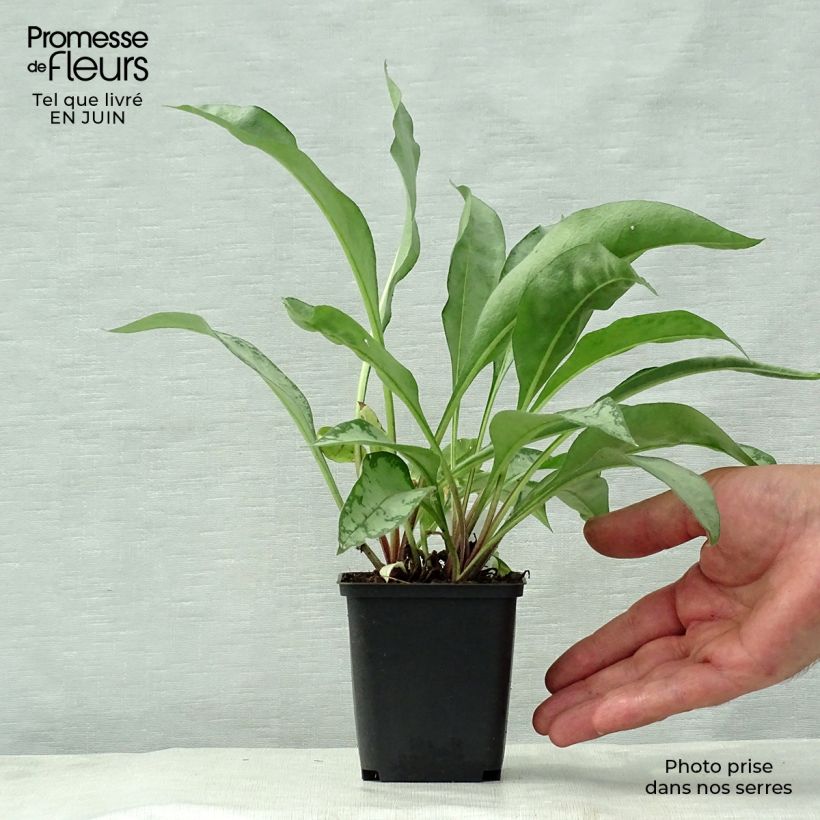 Esemplare di Pulmonaria Samourai Vasetto da 8/9 cm consegnato in estate