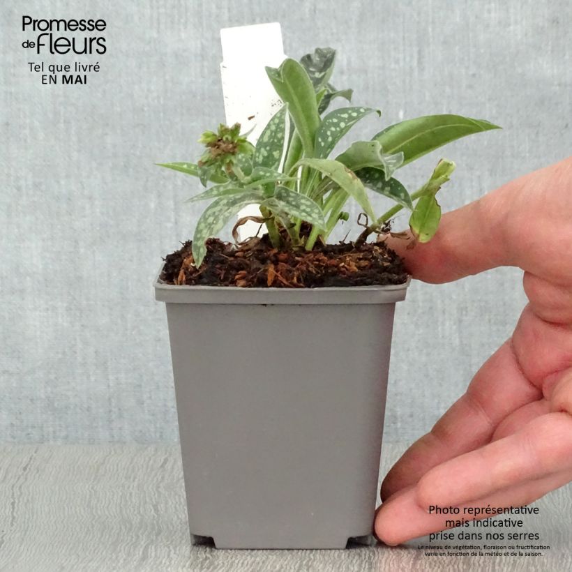 Pulmonaria longifolia E.B Anderson Vasetto da 8/9 cm esemplare consegnato in primavera