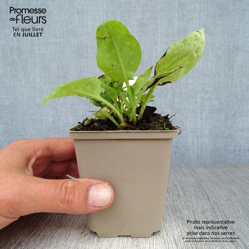 Esemplare di Pulmonaria officinalis - Polmonaria maggiore Vasetto da 8/9 cm consegnato in estate