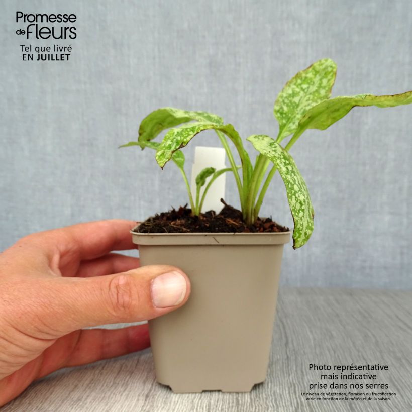 Esemplare di Pulmonaria saccharata Mrs Moon - Polmonaria chiazzata Vasetto da 8/9 cm consegnato in estate