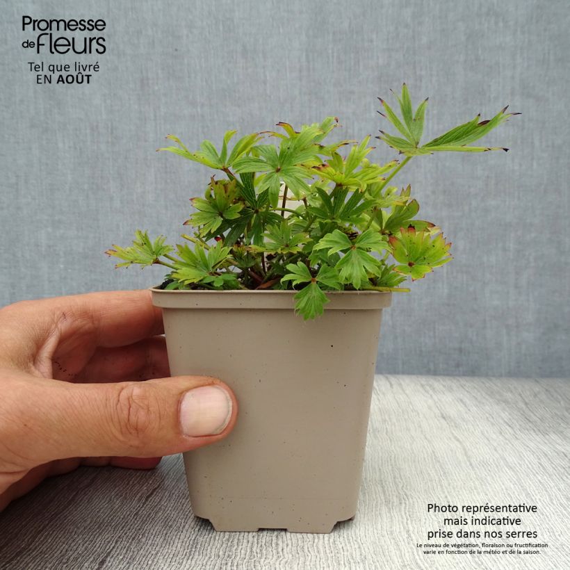 Esemplare di Pulsatilla patens Vasetto da 8/9 cm consegnato in estate