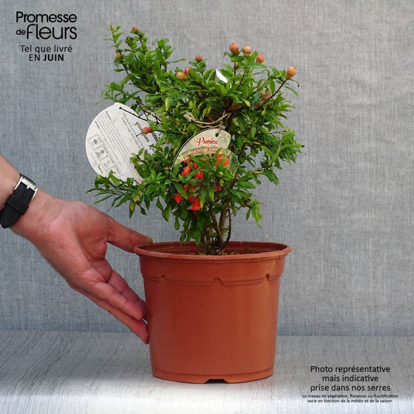 Esemplare di Melograno Nana - Punica granatum Vaso da 2L/3L consegnato in estate
