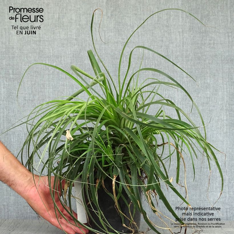 Esemplare di Puya alpestris Vaso da 2L/3L consegnato in estate