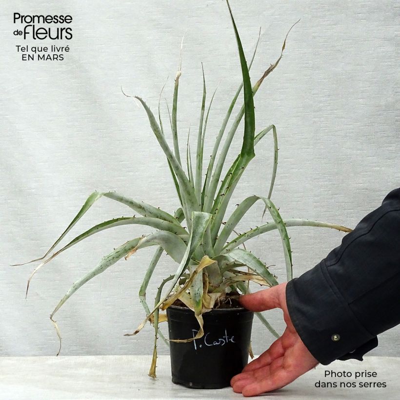 Puya castellanosii Vaso da Ø 12 cm / 13 cm esemplare consegnato in primavera