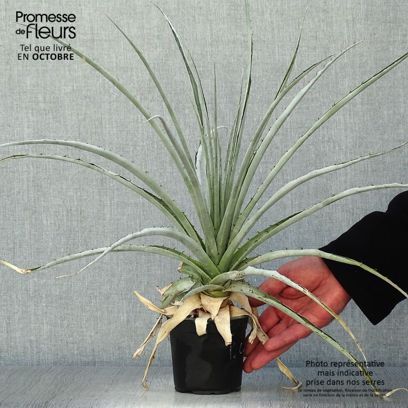 Esemplare di Puya castellanosii Vaso da Ø 12 cm / 13 cm come consegnato in autunno