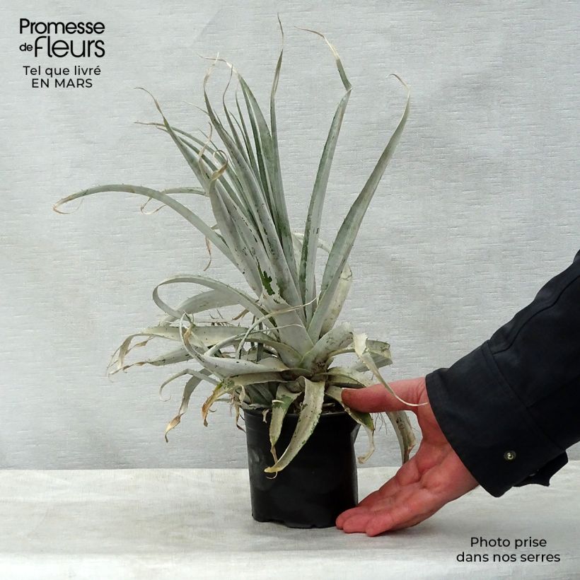 Puya harmsii Vaso da Ø 12 cm / 13 cm esemplare consegnato in primavera
