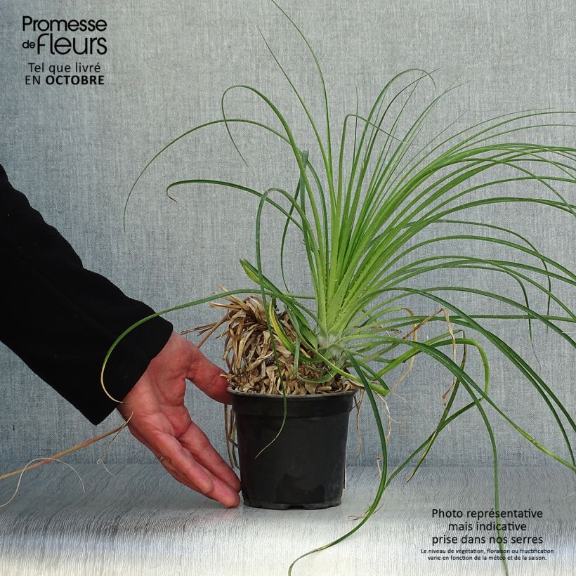 Esemplare di Puya mirabilis Vaso da Ø 12 cm / 13 cm come consegnato in autunno