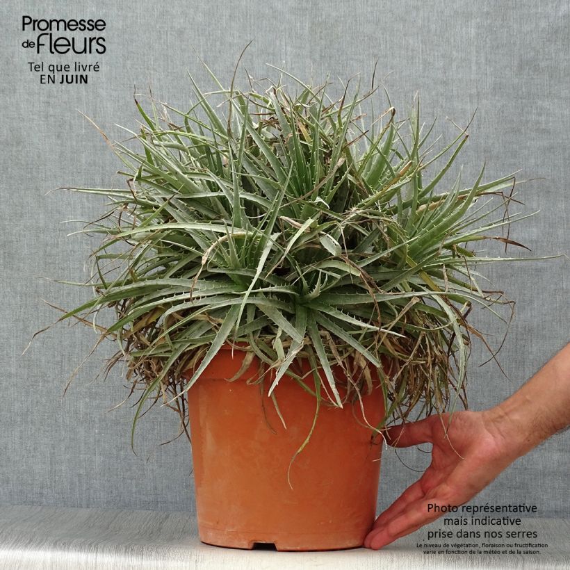 Esemplare di Puya venusta Vaso da 7,5L/10L consegnato in estate