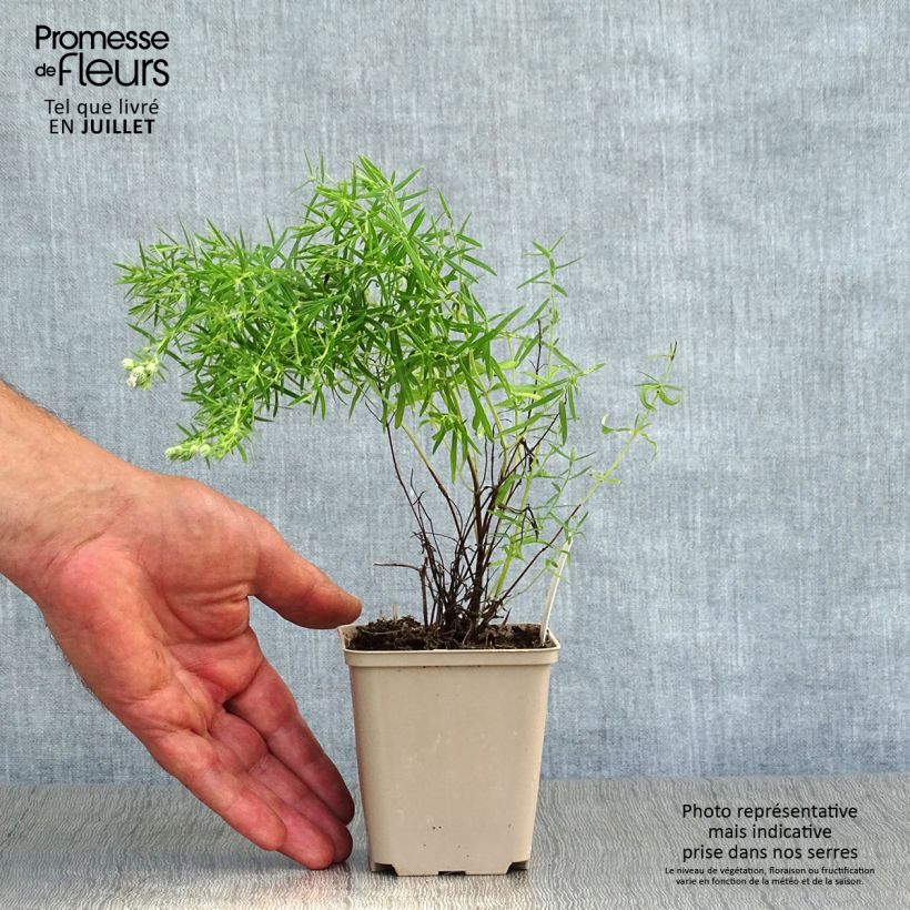 Esemplare di Pycnanthemum flexuosum - Menta di montagna Vasetto da 8/9 cm consegnato in estate