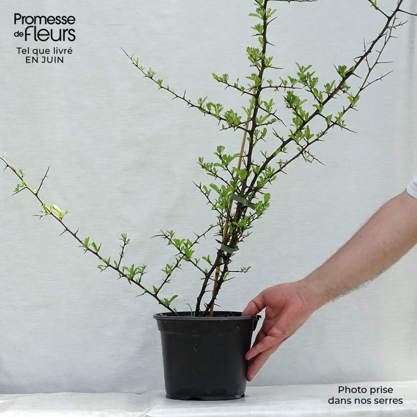 Esemplare di Pyracantha Orange Glow Vaso da 2L/3L consegnato in estate