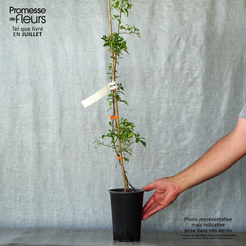 Esemplare di Pyracantha SAPHYR Orange Vaso da 2L/3L consegnato in estate