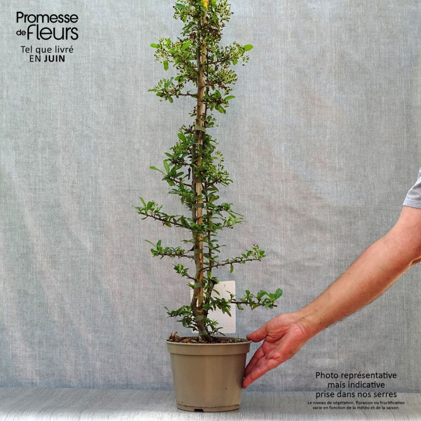 Esemplare di Pyracantha Soleil d'or Vaso da 2L/3L consegnato in estate
