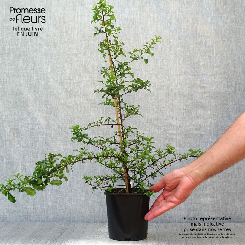 Esemplare di Pyracantha Teton Vaso da 2L/3L consegnato in estate