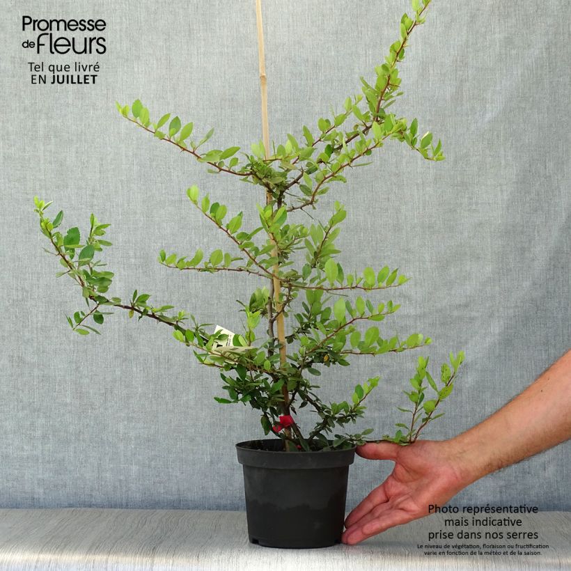 Esemplare di Pyracantha Red Column Vaso da 2L/3L consegnato in estate