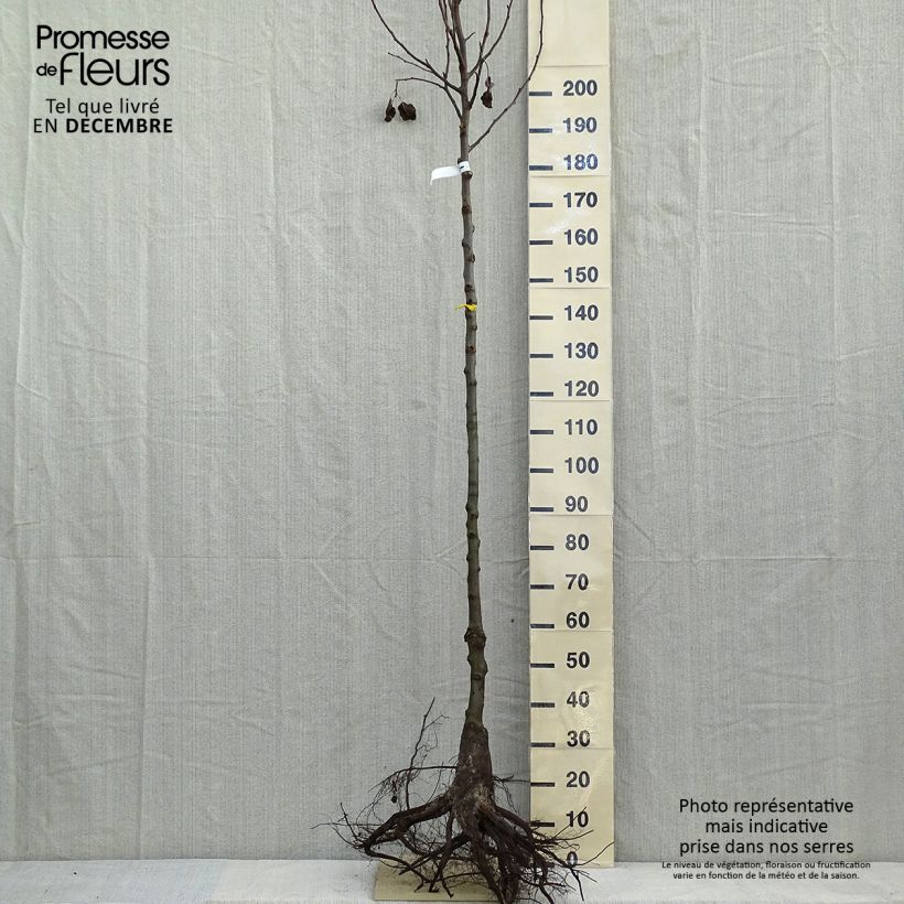 Pyrus alleryana Chanticleer - Pero da fiore Piante grandi a radice nuda esemplare consegnato in inverno
