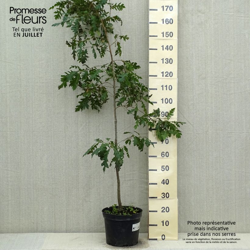 Esemplare di Quercus cerris - Cerro Vaso da 7,5L/10L consegnato in estate