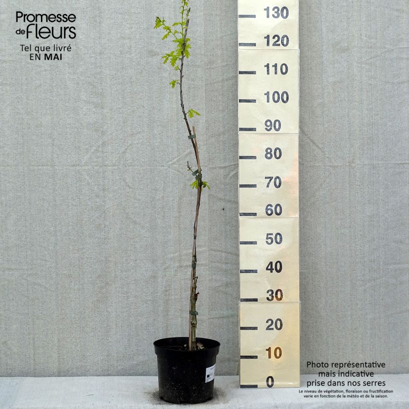 Quercus robur Concordia - Farnia Vaso da 4L/5L esemplare consegnato in primavera