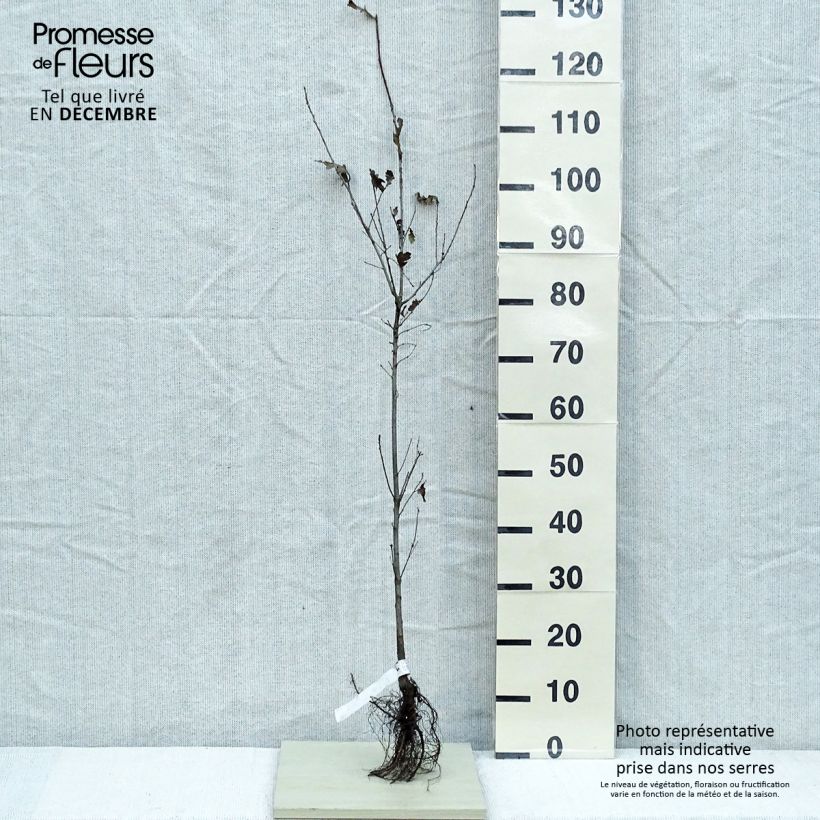 Quercus robur - Farnia Piante piccole a radice nuda esemplare consegnato in inverno