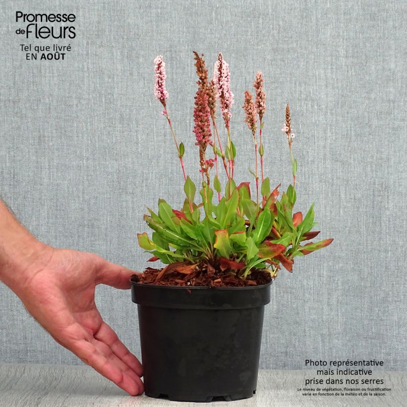 Esemplare di Persicaria affinis Kabouter Vaso da 2L/3L consegnato in estate