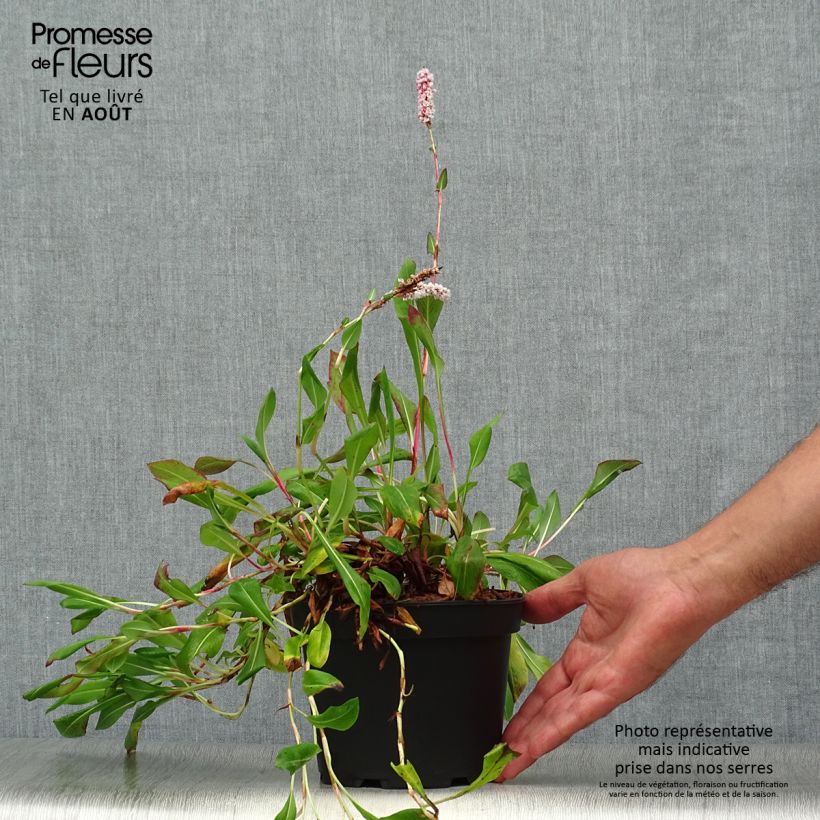 Esemplare di Persicaria affinis Donald Lowndes Vaso da 2L/3L consegnato in estate