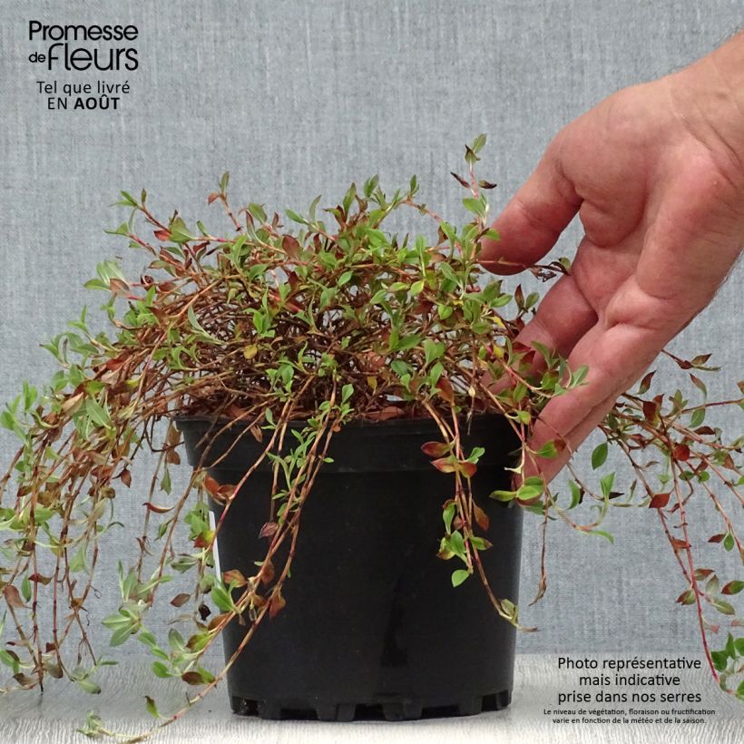 Esemplare di Persicaria vacciniifolia Vaso da 2L/3L consegnato in estate