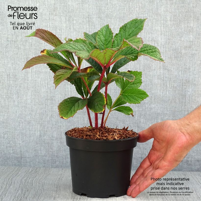 Esemplare di Rodgersia pinnata Bronze Peacock Vaso da 2L/3L consegnato in estate