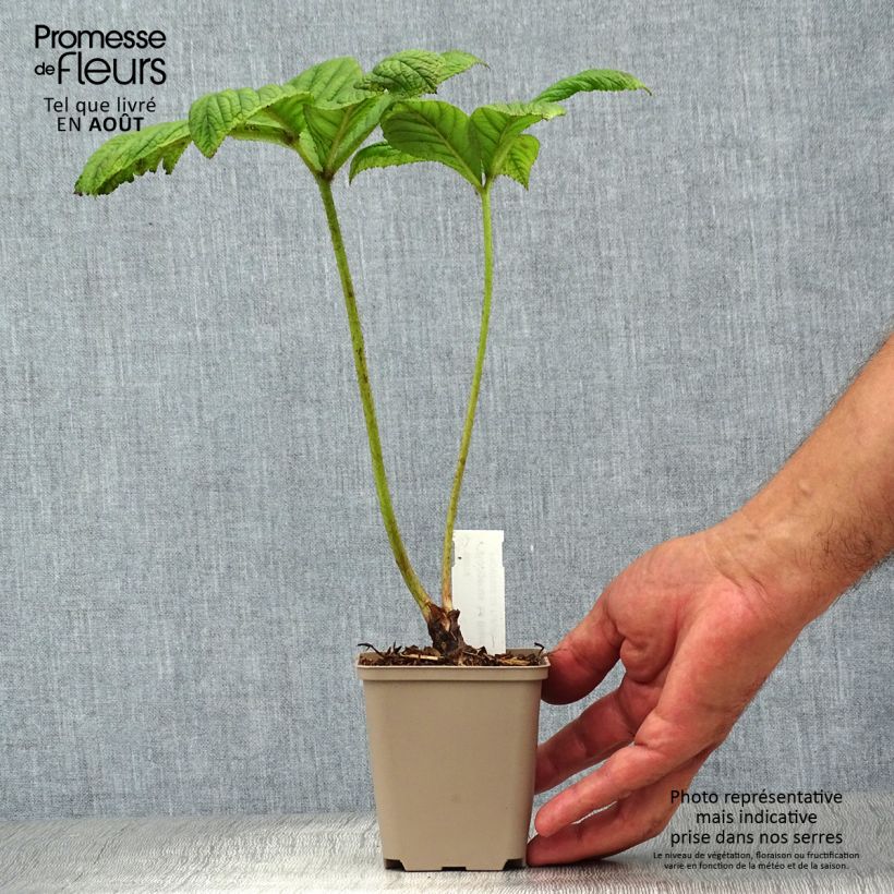 Esemplare di Rodgersia La Blanche Vasetto da 8/9 cm consegnato in estate