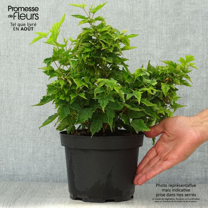 Esemplare di Rubus spectabilis Olympic Double - Rovo ornamentale Vaso da 3L/4L consegnato in estate