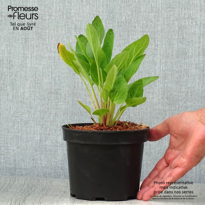 Esemplare di Rudbeckia occidentalis Green Wizard Vaso da 2L/3L consegnato in estate