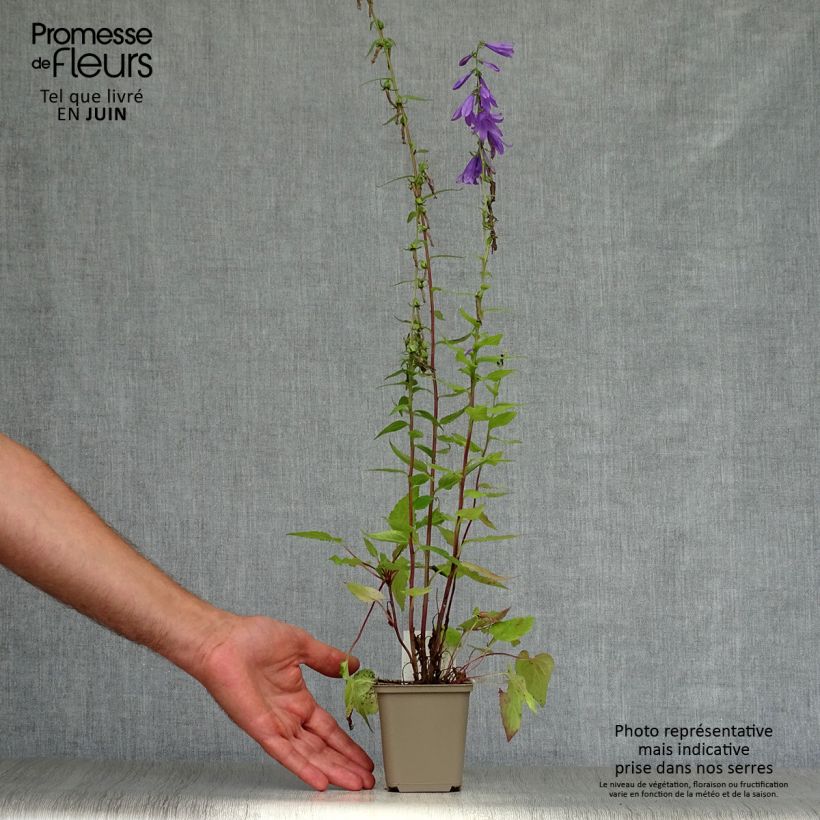 Esemplare di Campanula rapunculus - Campanula commestibile Vasetto da 7/8 cm consegnato in estate