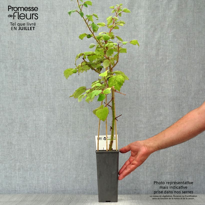 Esemplare di Rubus phoenicolasius Raisin du Japon - Lampone giapponese Vaso da 1,5L/2L, Multifusto consegnato in estate