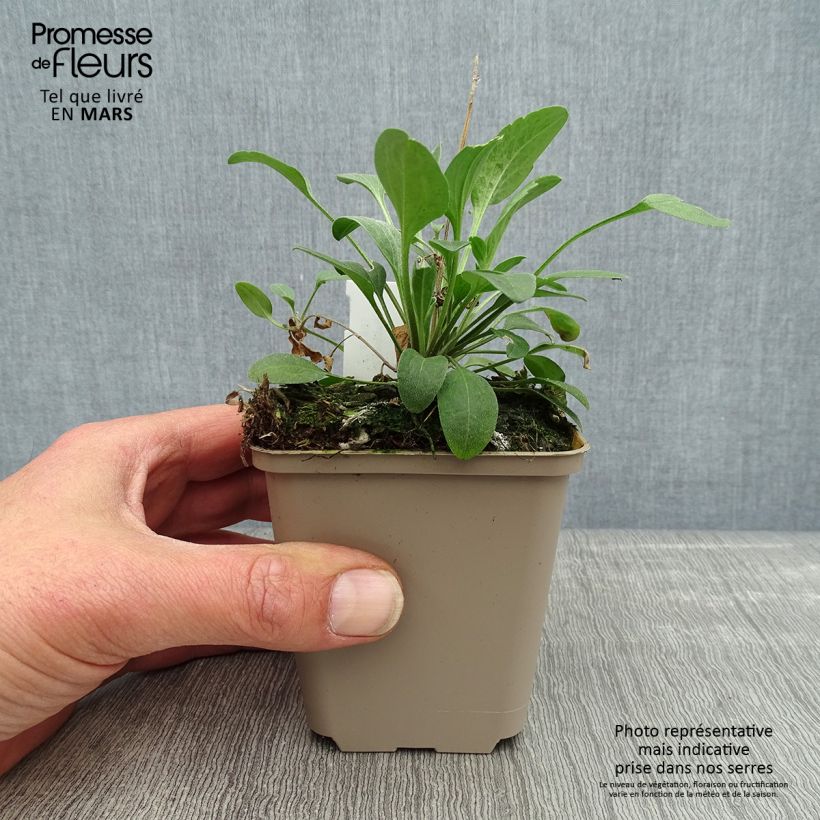 Ratibida columnifera Red Midget - Cappello messicano Vasetto da 8/9 cm esemplare consegnato in primavera