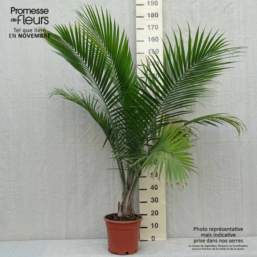 Esemplare di Ravenea rivularis Vaso da 7,5L/10L come consegnato in autunno