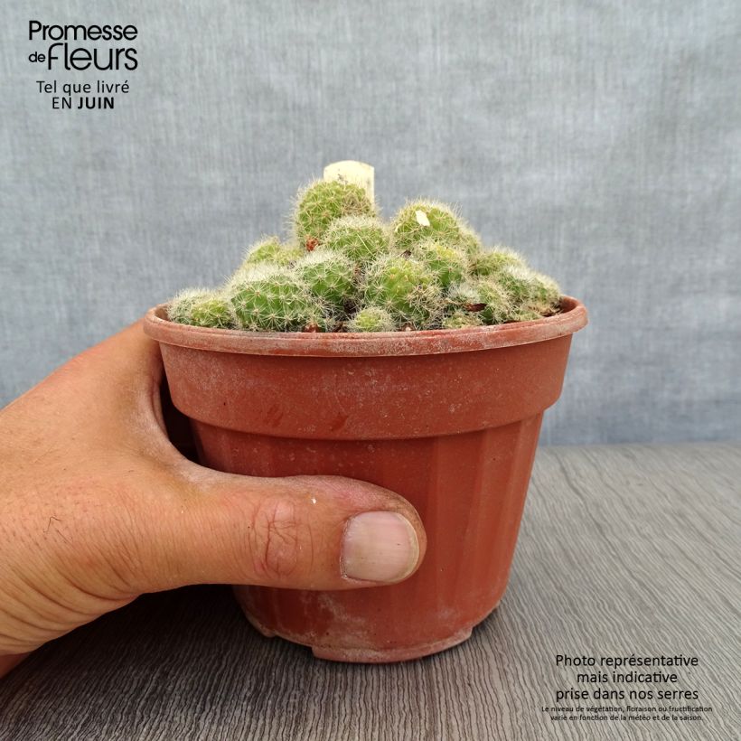 Esemplare di Rebutia sp. Vaso da Ø 12 cm / 13 cm consegnato in estate