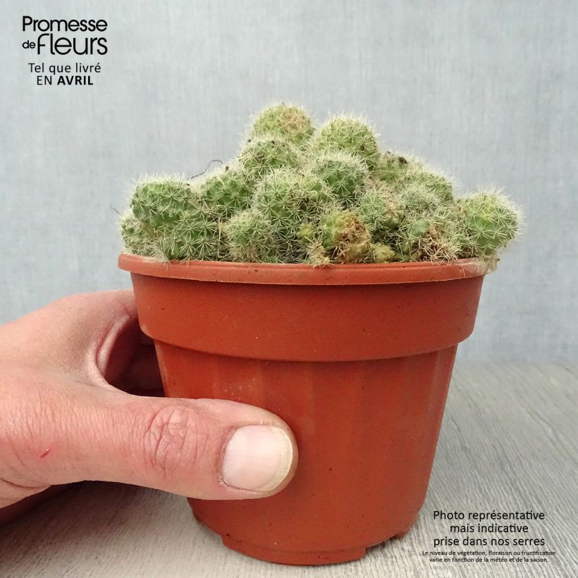 Rebutia sp. Pot de 13 cm esemplare consegnato in primavera