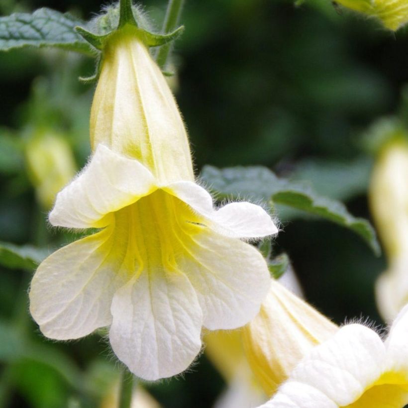 Rehmannia Polina (Fogliame)