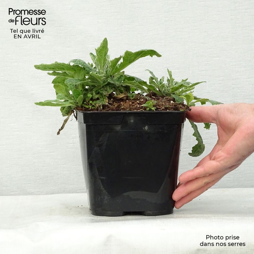 Rehmannia Polina Vaso da 2L/3L esemplare consegnato in primavera