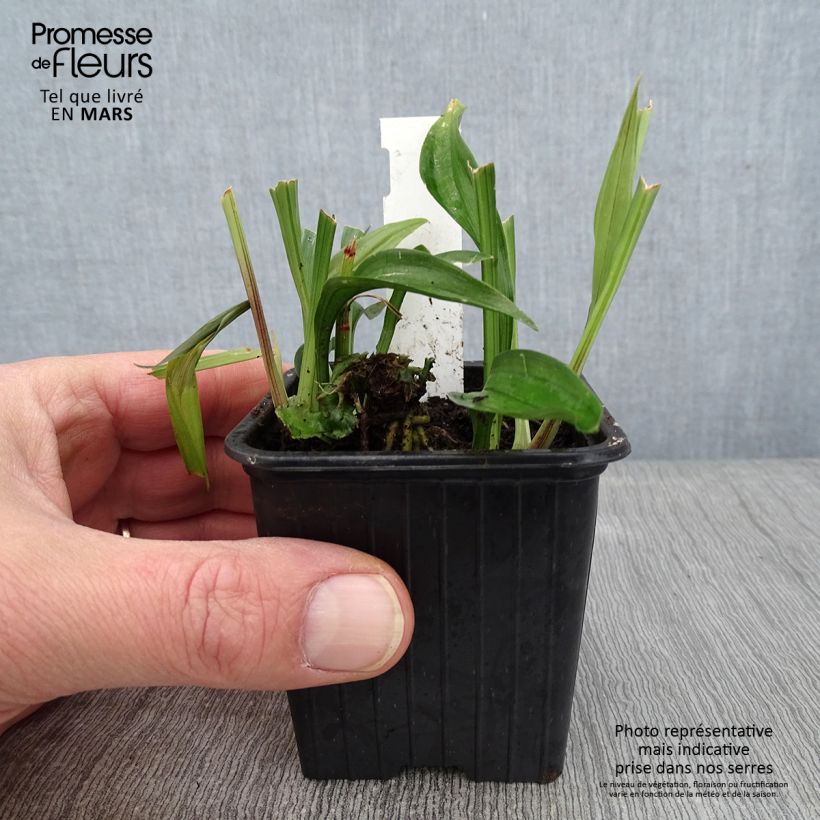 Reineckea carnea Vasetto da 8/9 cm esemplare consegnato in inverno