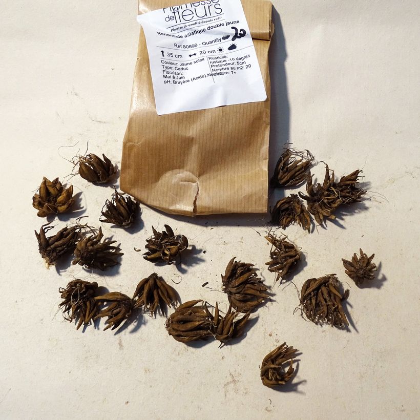 Esempio di esemplare Ranuncolo asiatico Yellow Bulbo taglia 8+ come consegnato