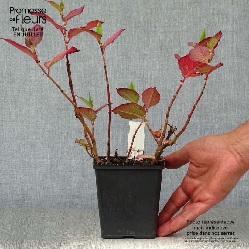 Esemplare di Persicaria Indian Summer Vasetto da 8/9 cm consegnato in estate