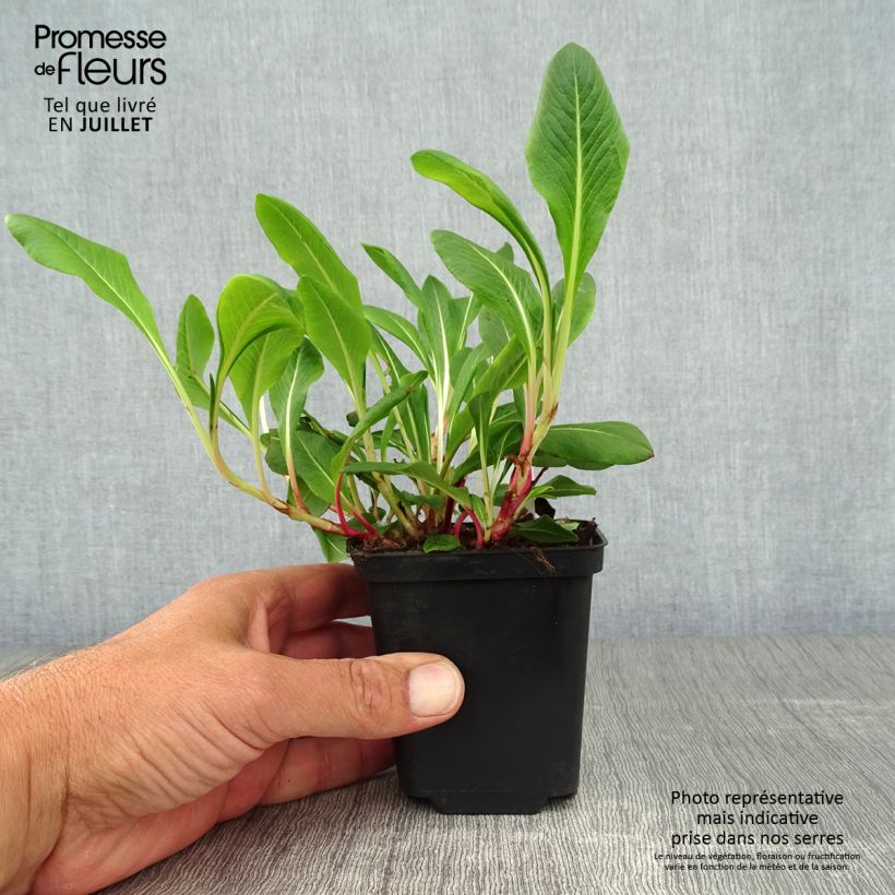 Esemplare di Persicaria affinis Darjeeling Red Vasetto da 8/9 cm consegnato in estate