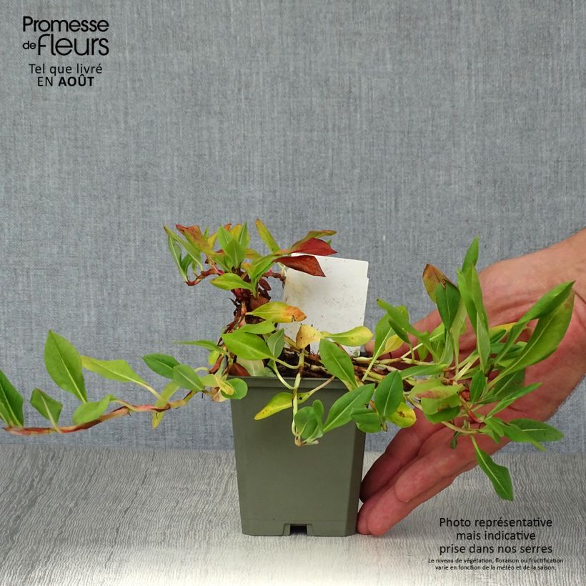 Esemplare di Persicaria affinis Donald Lowndes Vasetto da 8/9 cm consegnato in estate