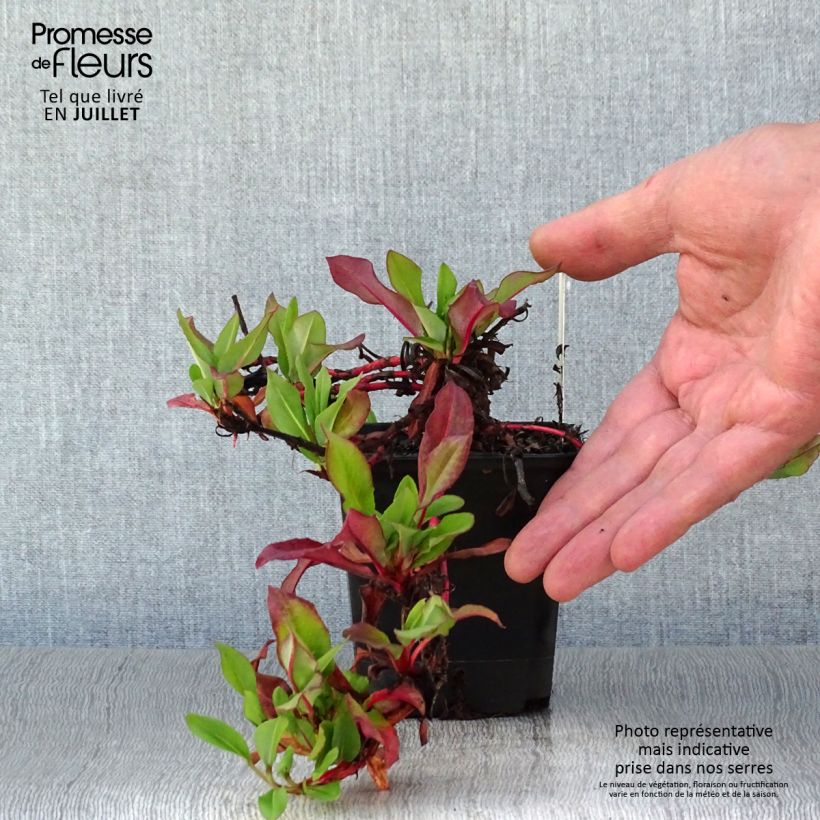 Esemplare di Persicaria affinis Kabouter Vasetto da 8/9 cm consegnato in estate