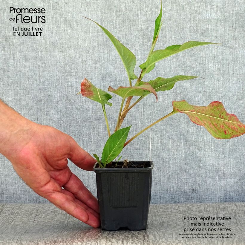 Esemplare di Persicaria amplexicaulis Alba Vasetto da 8/9 cm consegnato in estate