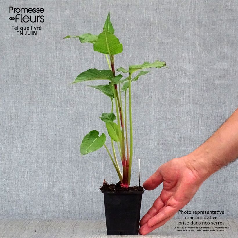 Esemplare di Persicaria amplexicaulis Blackfield Vasetto da 8/9 cm consegnato in estate