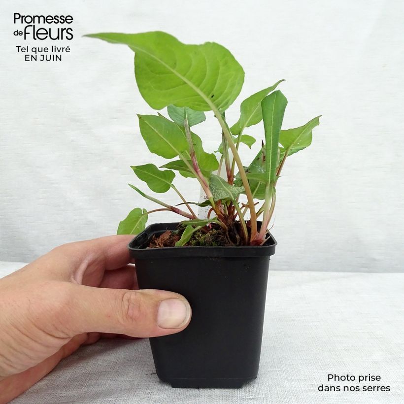 Esemplare di Persicaria amplexicaulis Dikke Floskes Vasetto da 8/9 cm consegnato in estate